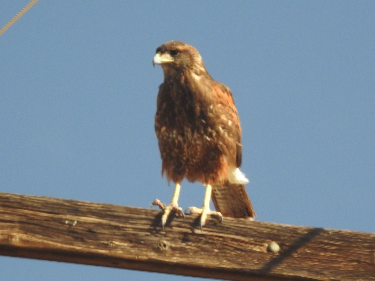 Harris's Hawk - ML610862032