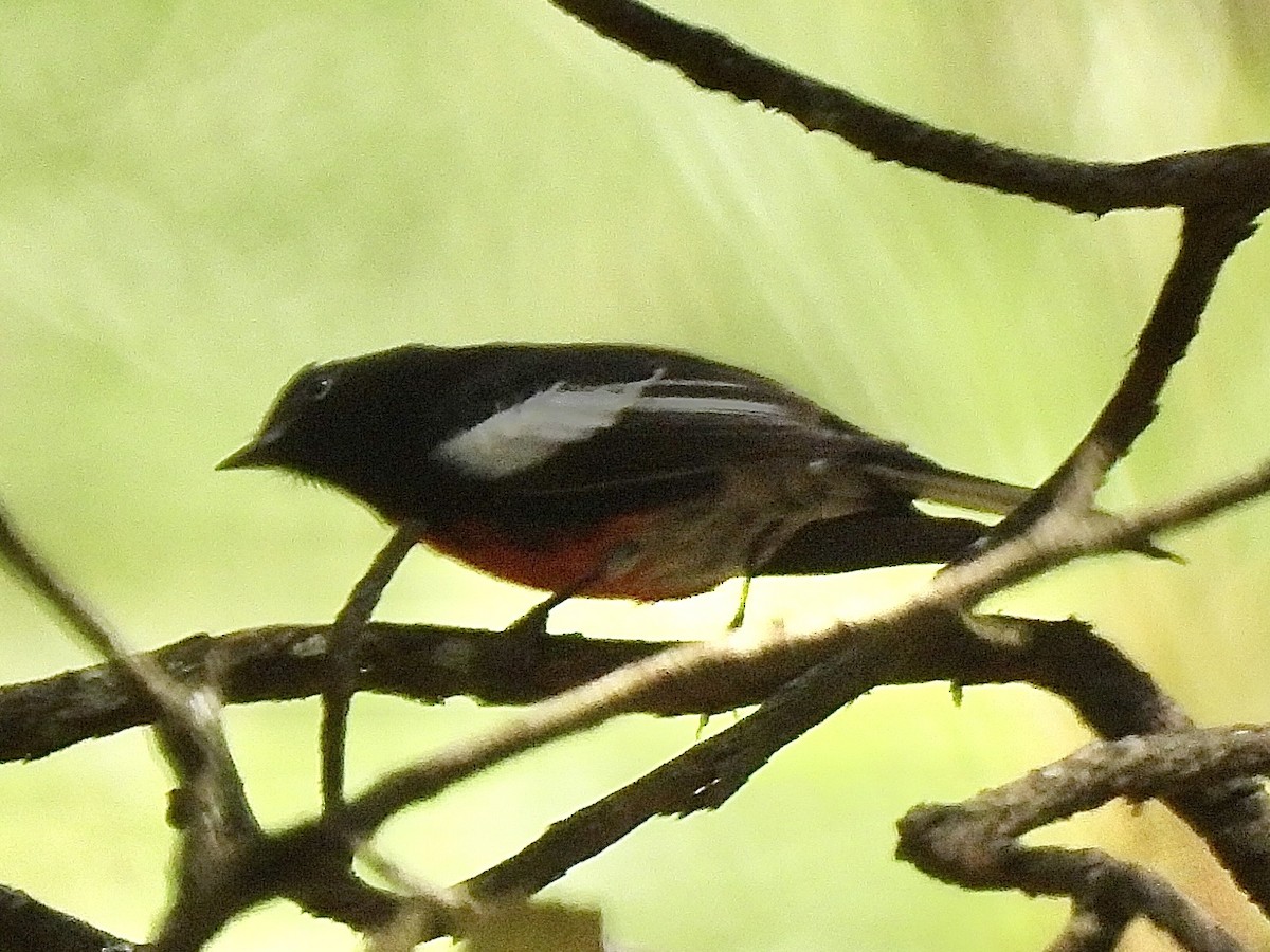 Painted Redstart - Daniel Alexander C. M. (Alex Pyrocephalus)