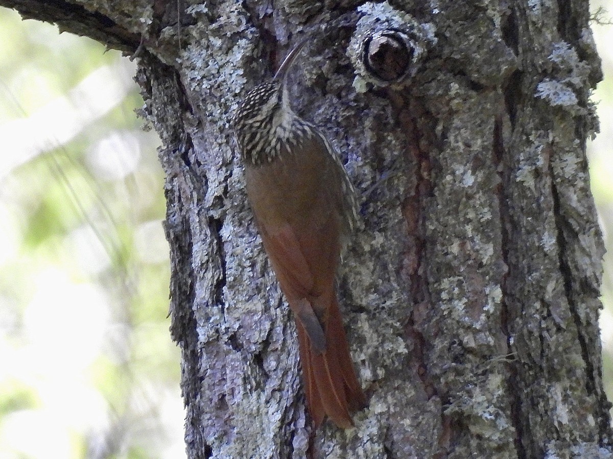 White-striped Woodcreeper - Daniel Alexander C. M. (Alex Pyrocephalus)