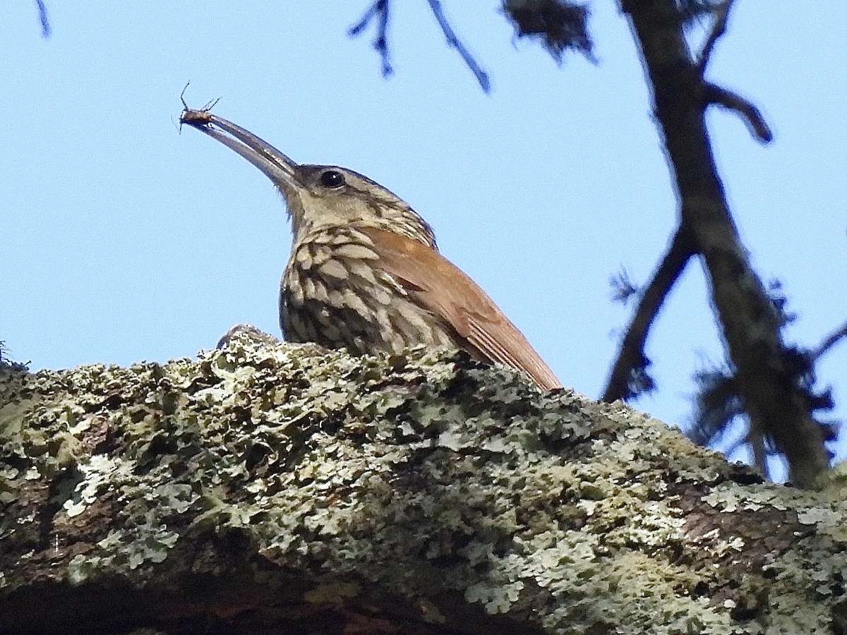 White-striped Woodcreeper - ML610862142