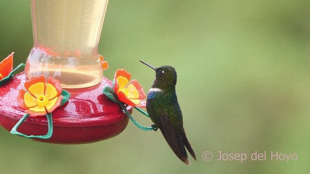 Colibrí Gorjiamatista (grupo clarisse) - ML610862179