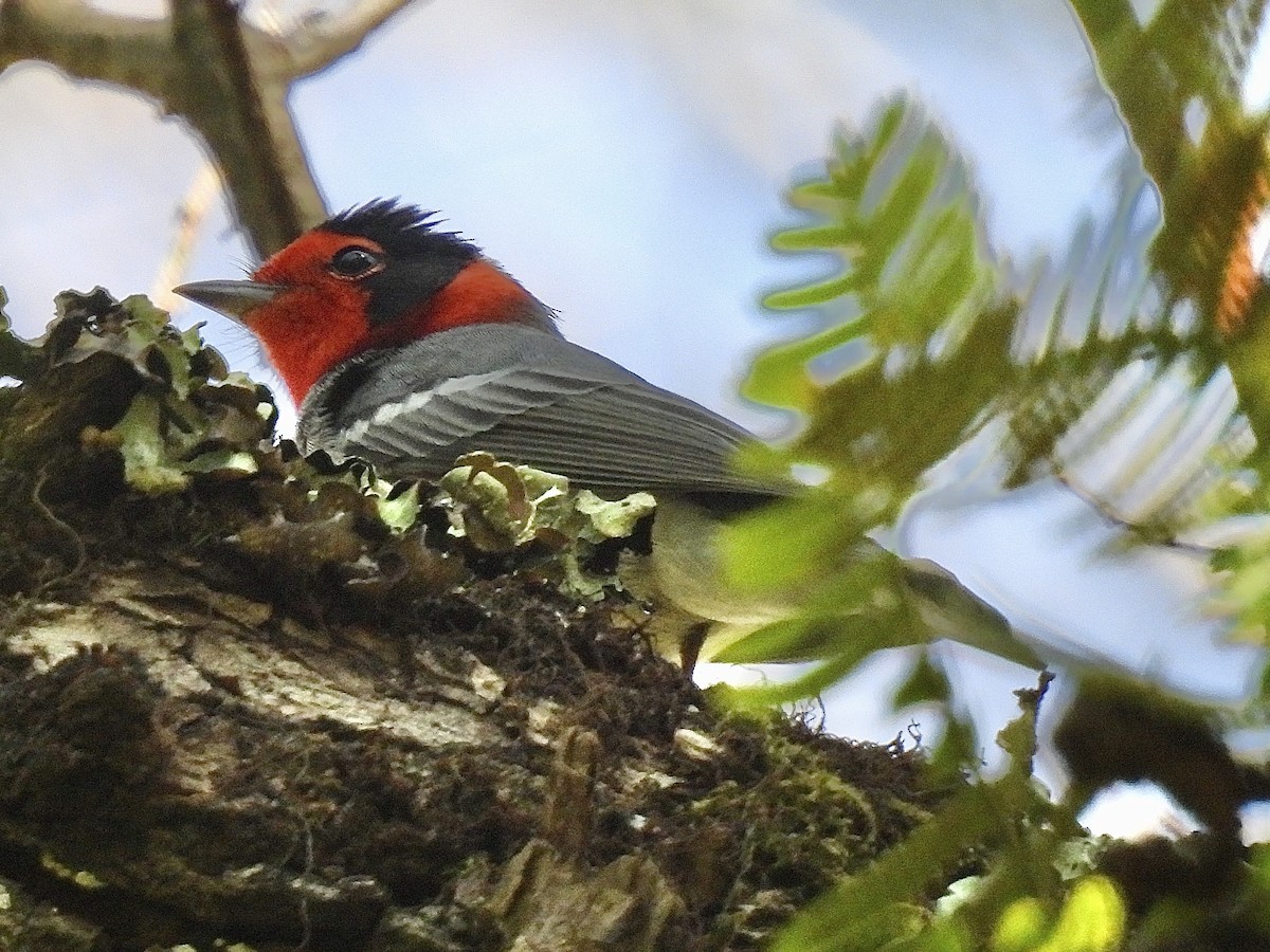 Red-faced Warbler - Daniel Alexander C. M. (Alex Pyrocephalus)