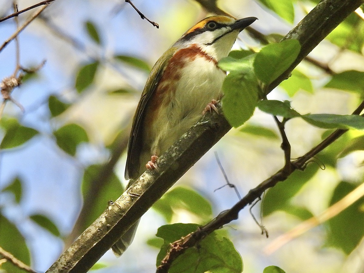 Chestnut-sided Shrike-Vireo - Daniel Alexander C. M. (Alex Pyrocephalus)