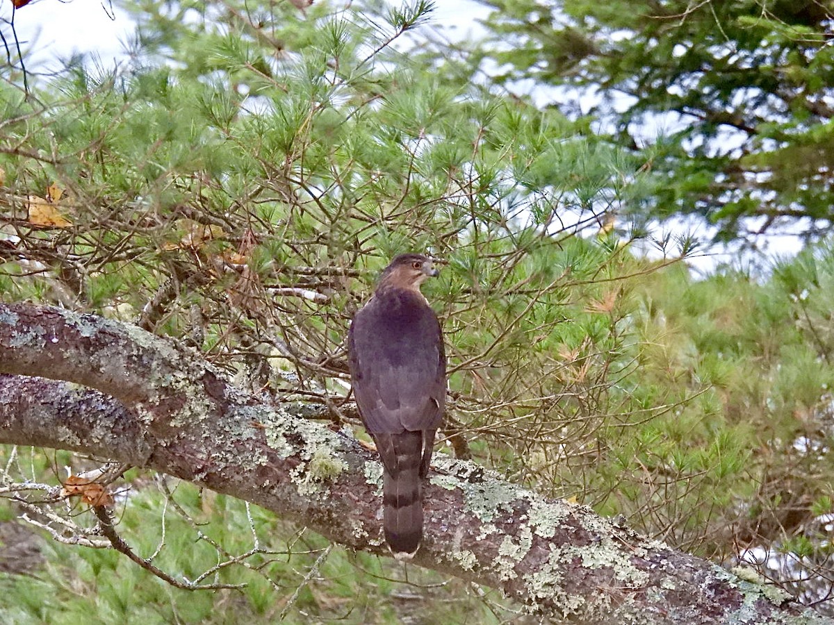 Cooper's Hawk - ML610862255