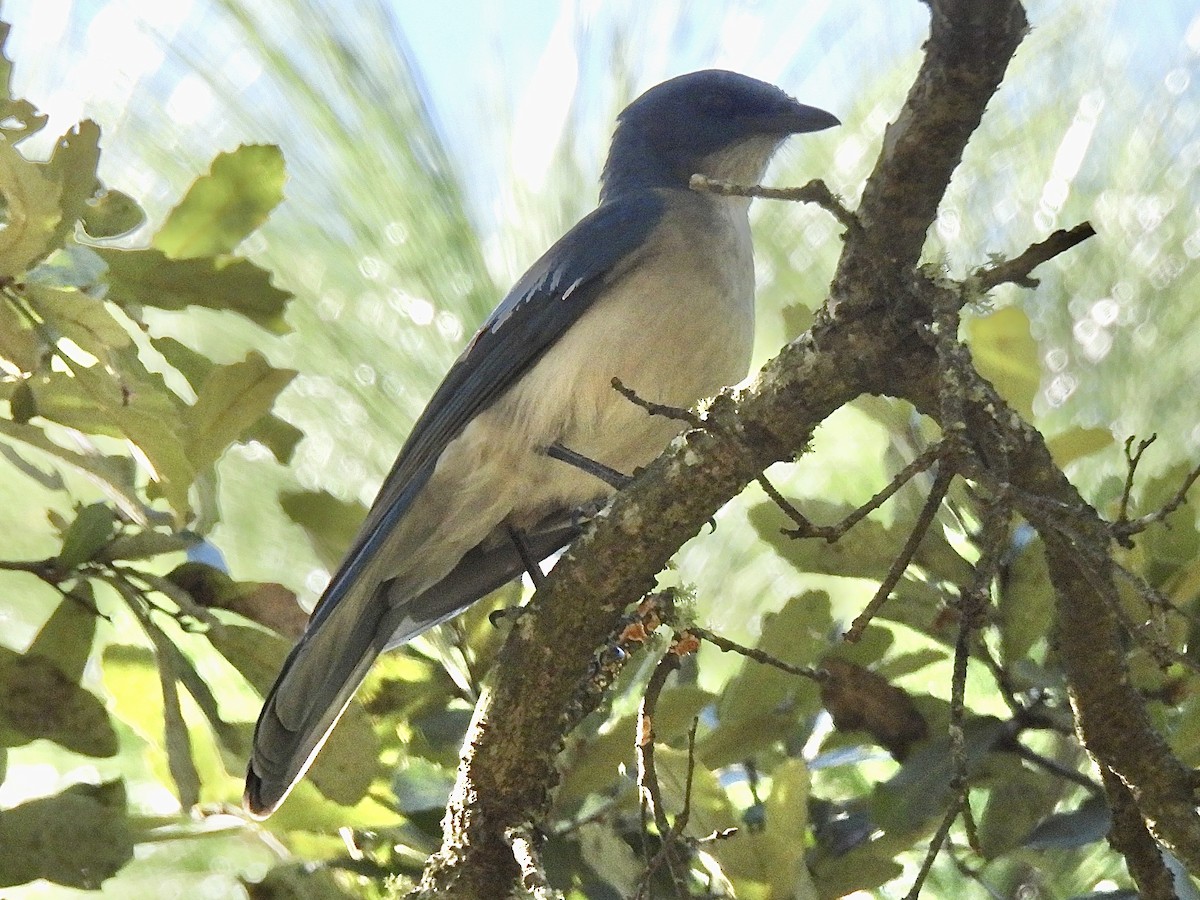 Transvolcanic Jay - Daniel Alexander C. M. (Alex Pyrocephalus)