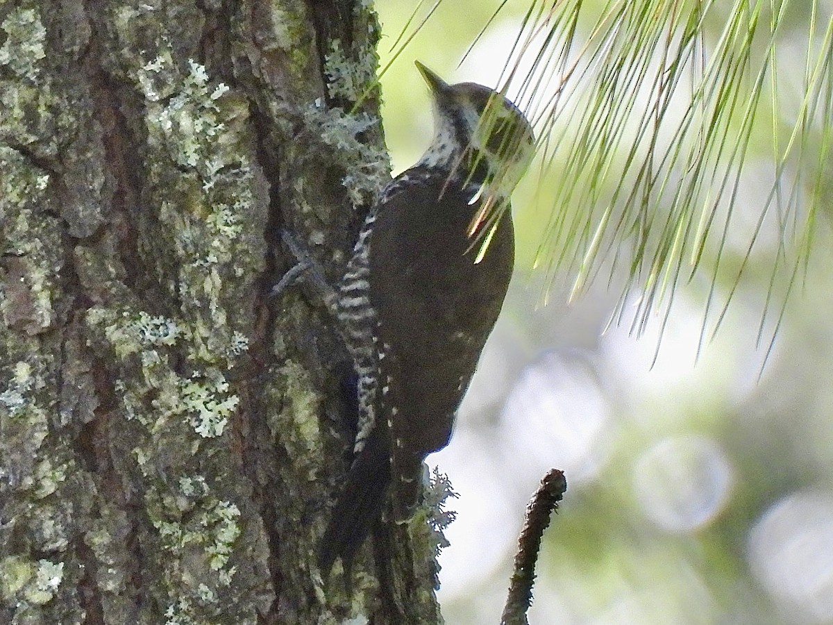 Arizona Woodpecker - Daniel Alexander C. M. (Alex Pyrocephalus)