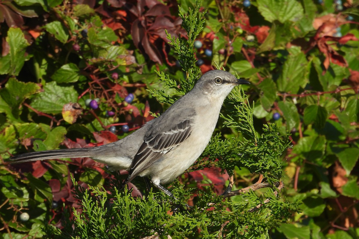 Northern Mockingbird - Tresa Moulton