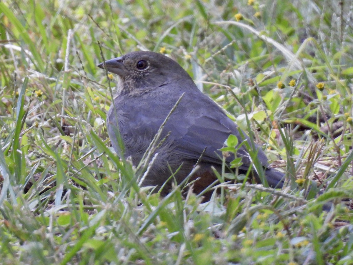 Canyon Towhee - Daniel Alexander C. M. (Alex Pyrocephalus)