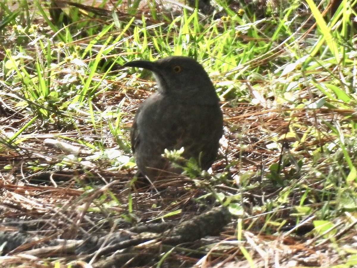 Curve-billed Thrasher - Daniel Alexander C. M. (Alex Pyrocephalus)