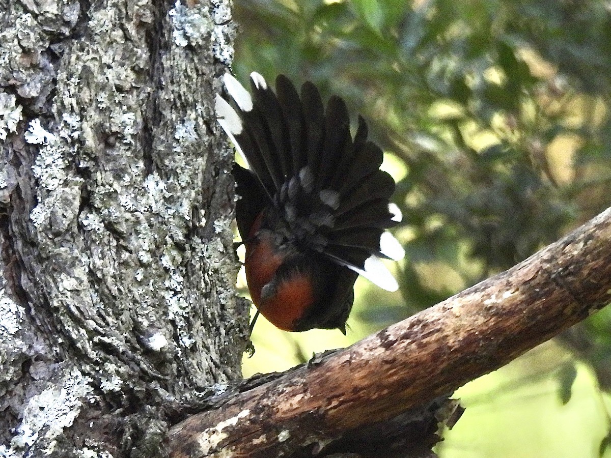 Slate-throated Redstart - Daniel Alexander C. M. (Alex Pyrocephalus)