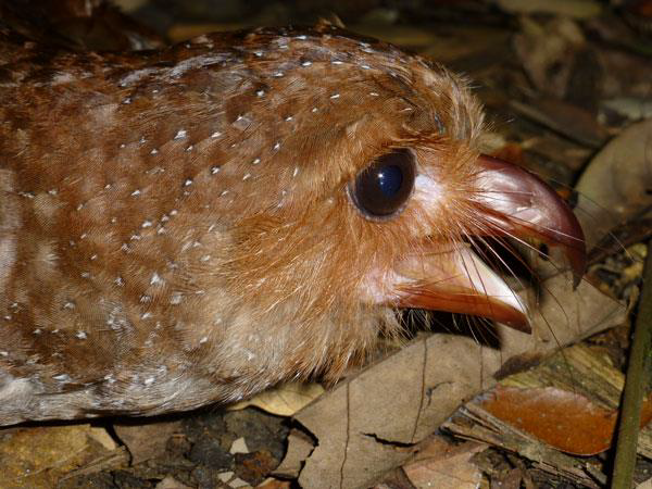 gvačaro jeskynní - ML610862421