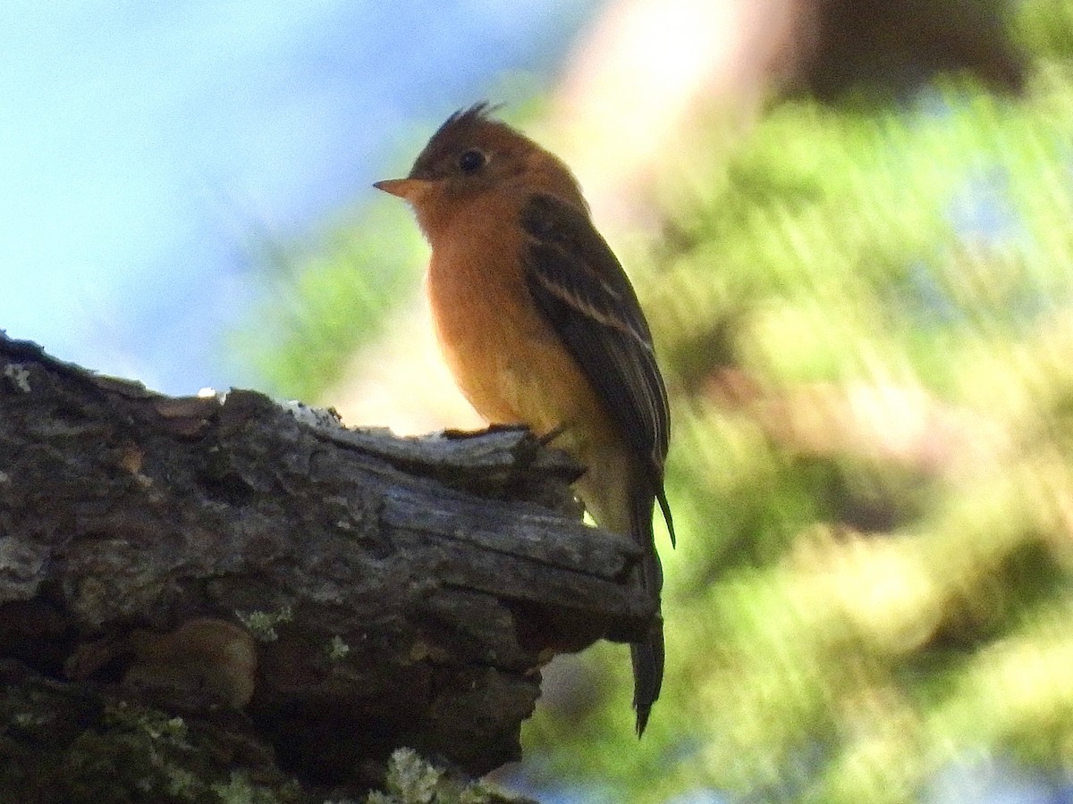 Tufted Flycatcher - Daniel Alexander C. M. (Alex Pyrocephalus)