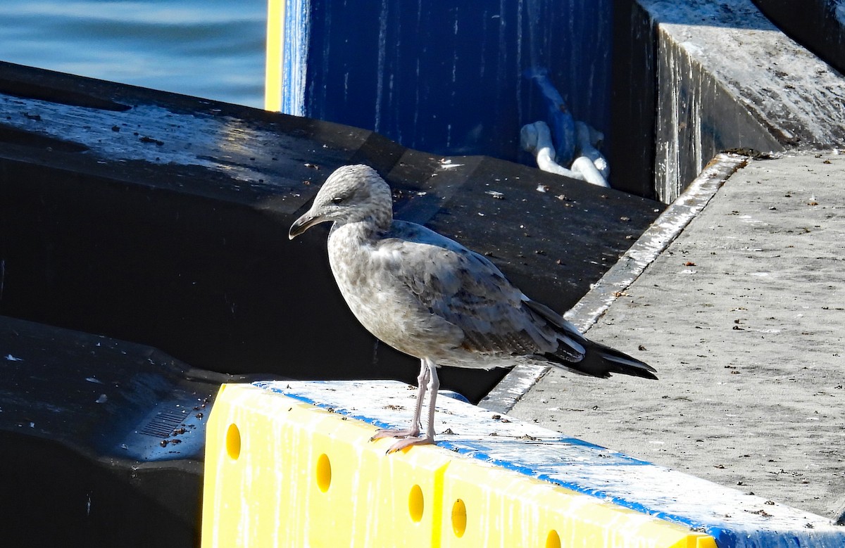 Herring Gull - Tresa Moulton