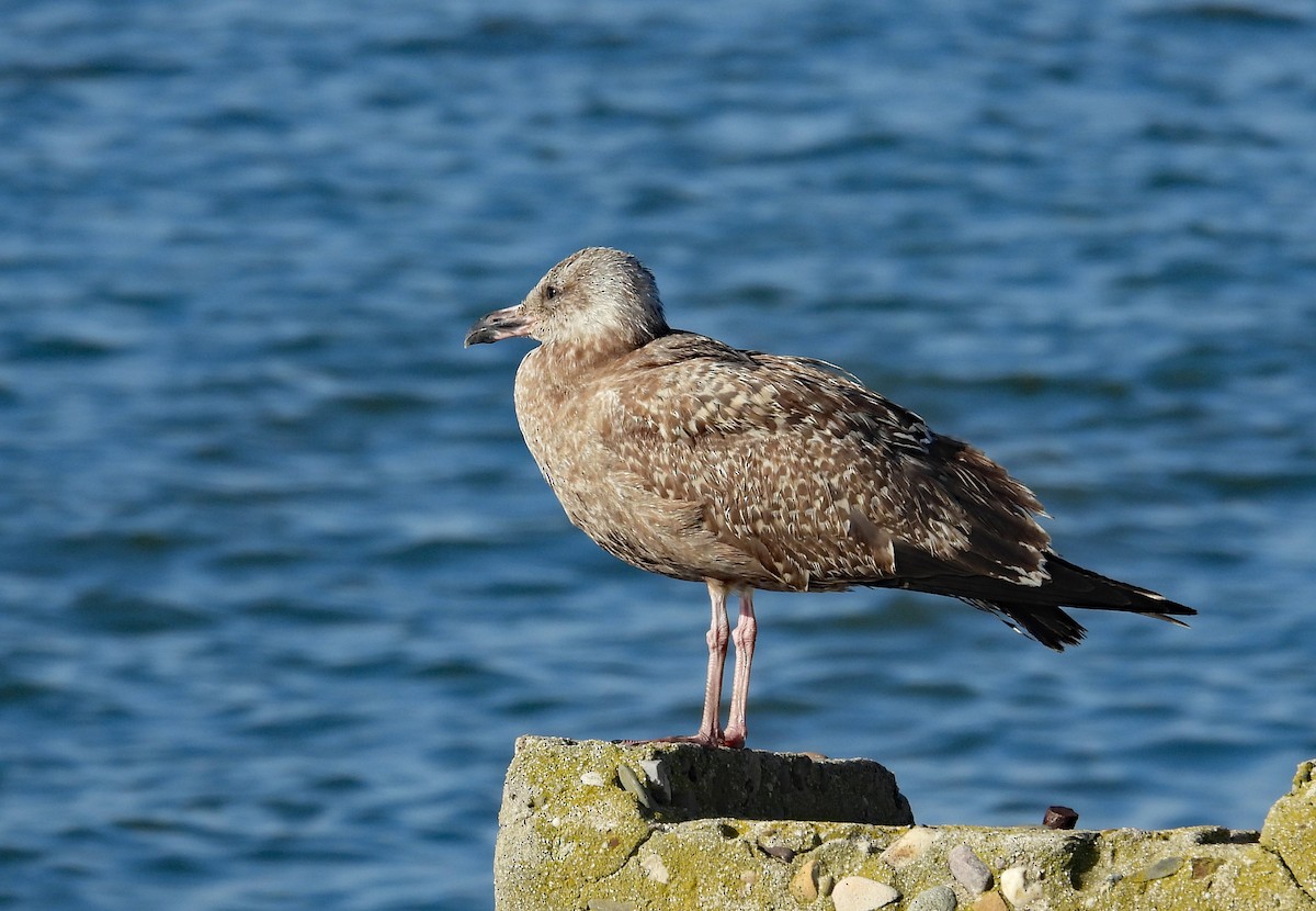 Gaviota Argéntea - ML610862466