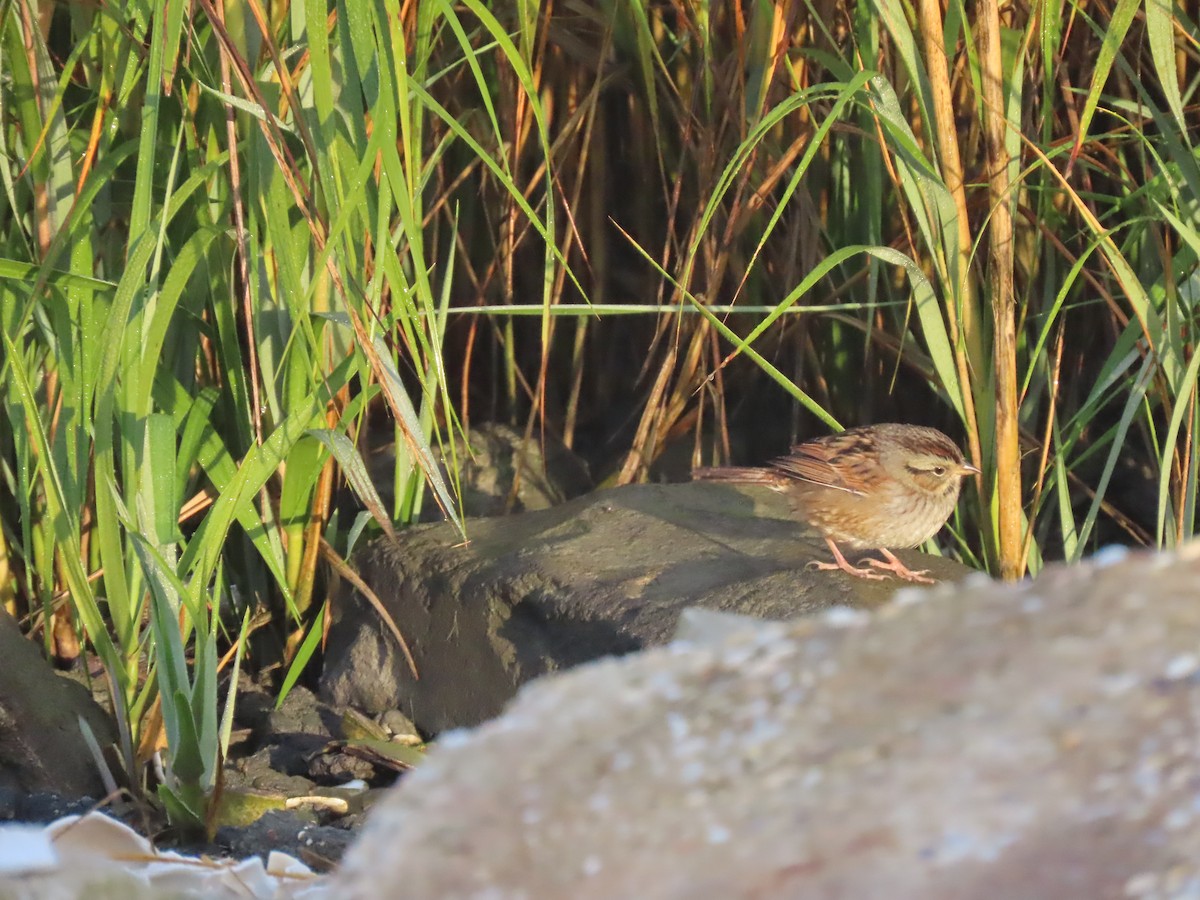 Swamp Sparrow - ML610862485
