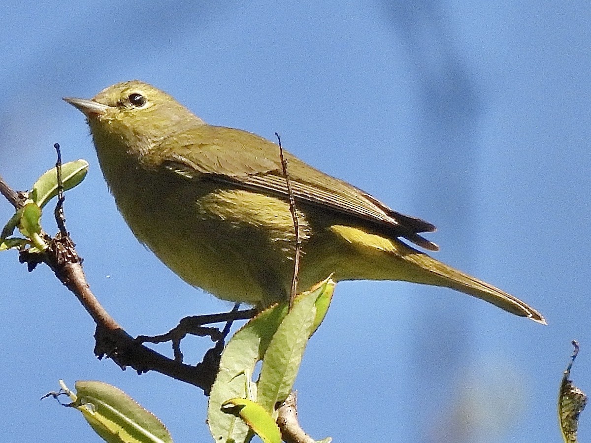 Orange-crowned Warbler - Daniel Alexander C. M. (Alex Pyrocephalus)