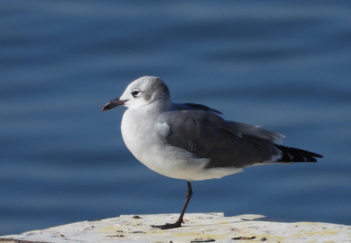 Gaviota Guanaguanare - ML610862601