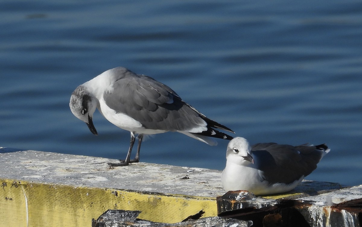 Laughing Gull - ML610862602