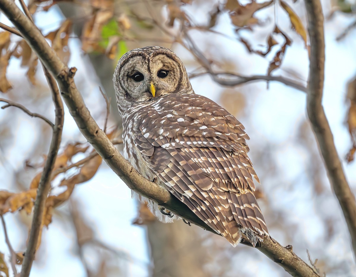 Barred Owl - ML610862673