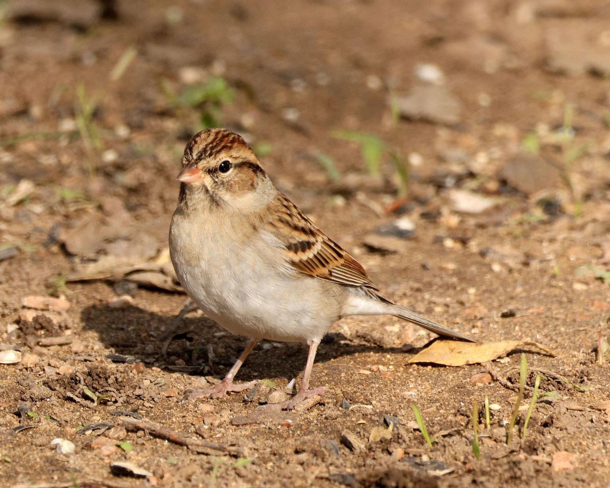 Chipping Sparrow - ML610862728