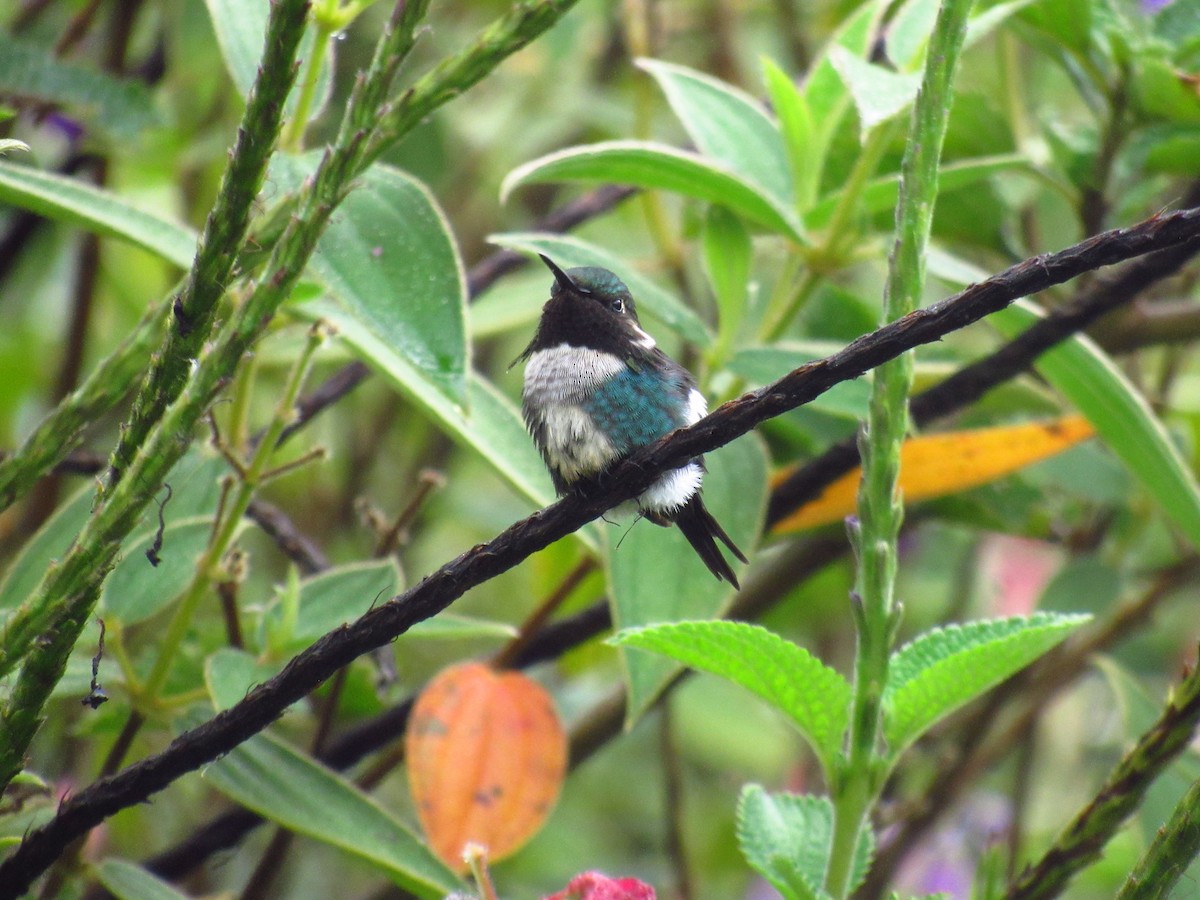 Colibri d'Héliodore - ML610862737