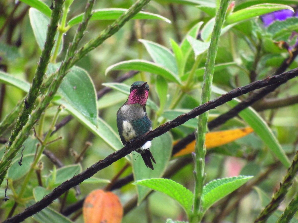 Colibri d'Héliodore - ML610862739