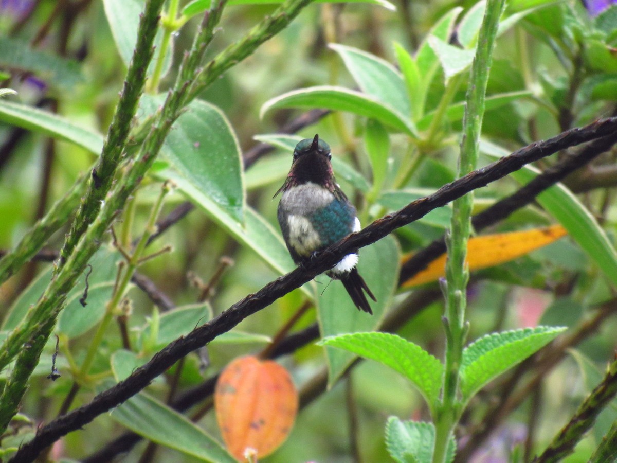 Colibri d'Héliodore - ML610862741