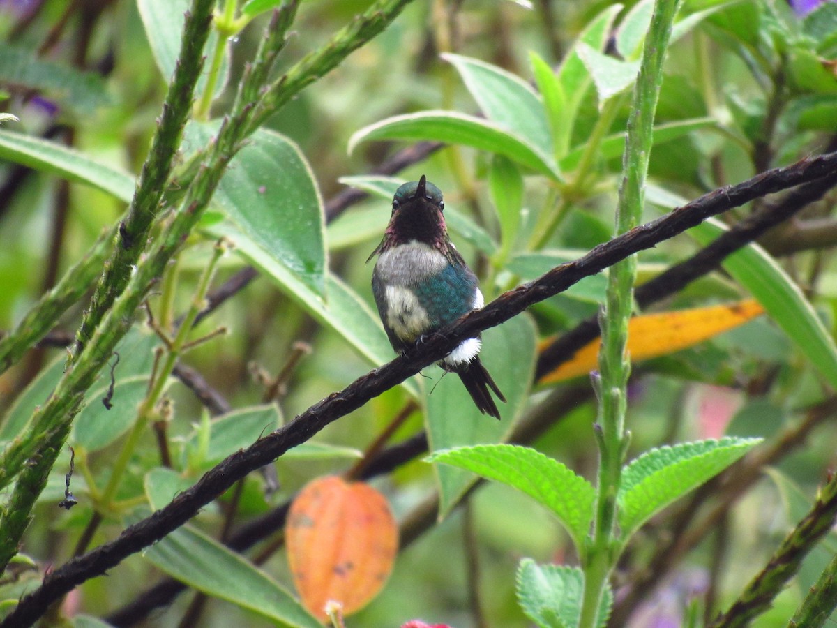 Colibrí de Heliodoro - ML610862742