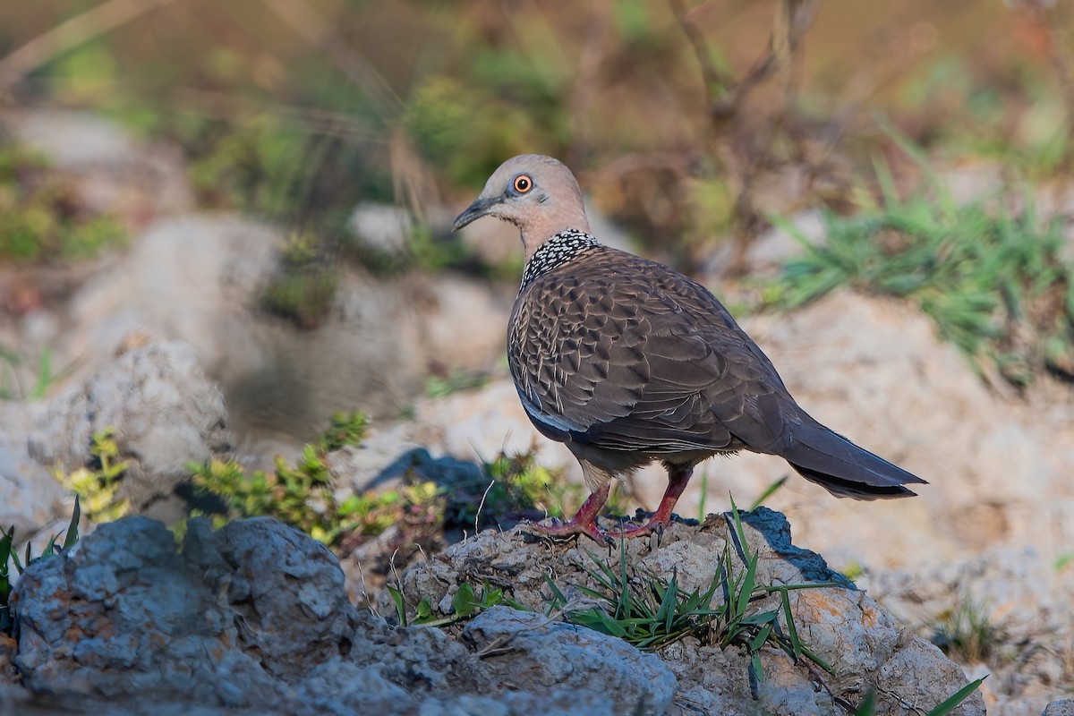 Spotted Dove - ML610862907
