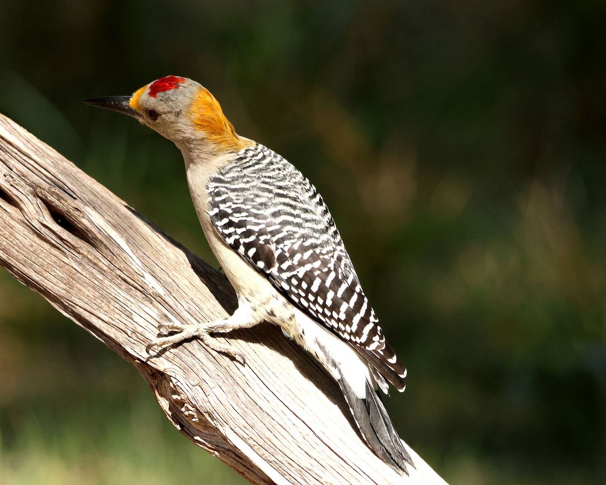 Golden-fronted Woodpecker - ML610862931
