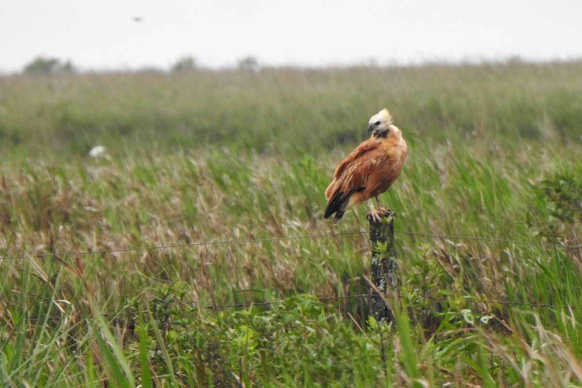 Black-collared Hawk - ML610862937