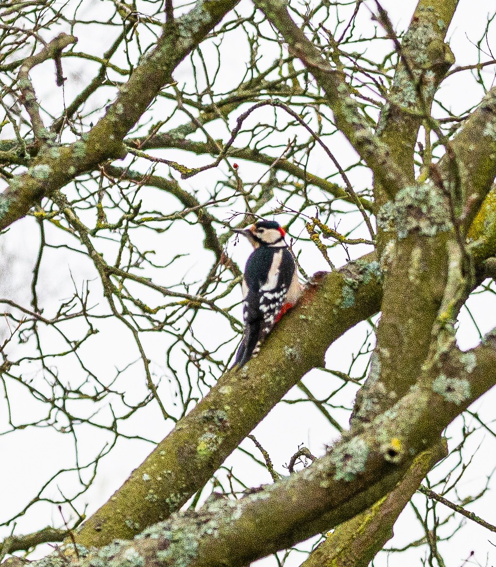 Great Spotted Woodpecker - ML610863003