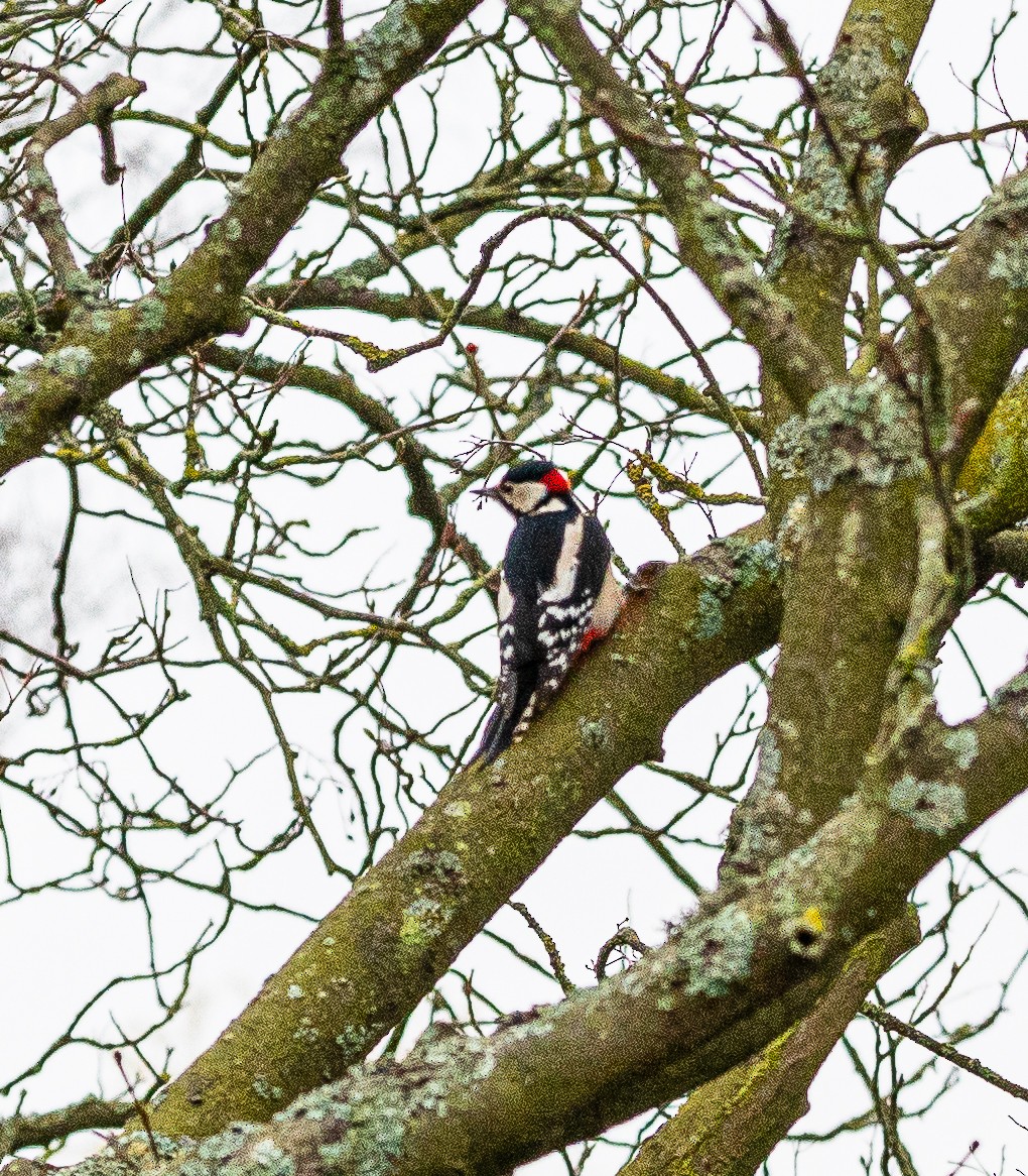 Great Spotted Woodpecker - ML610863004