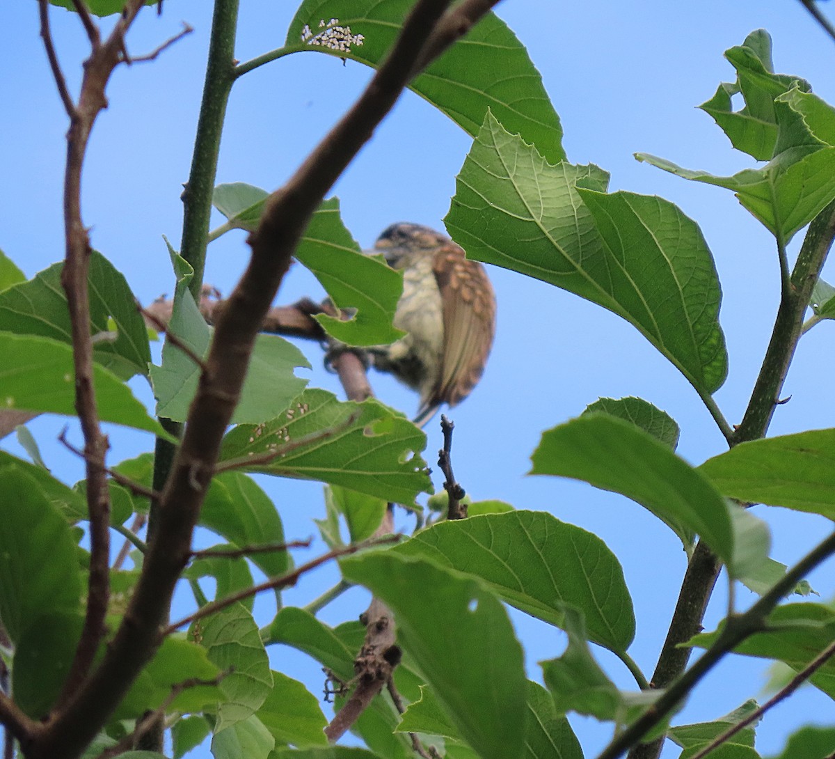 Scaled Piculet - ML610863027