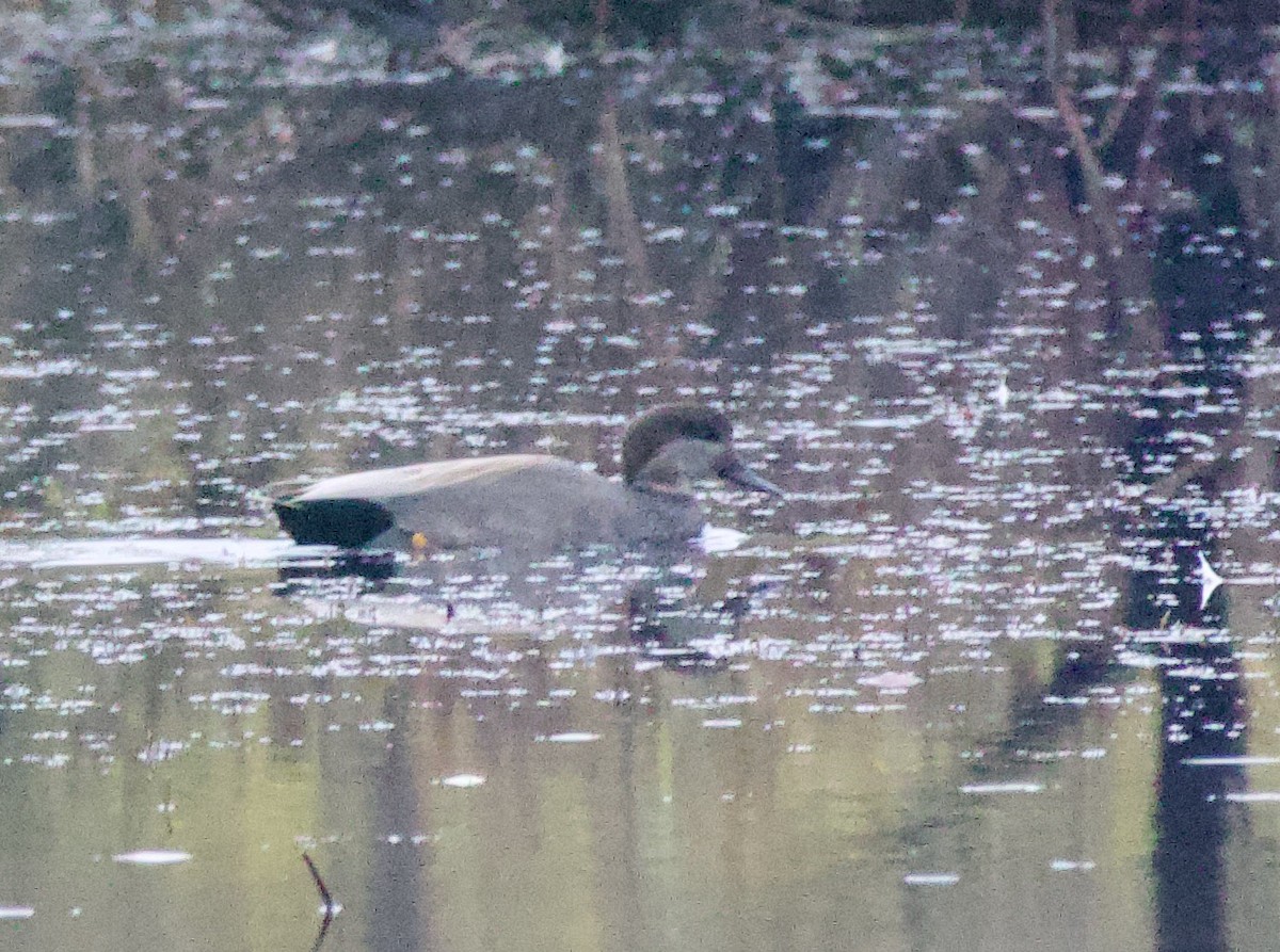 Бор нугас - ML610863033