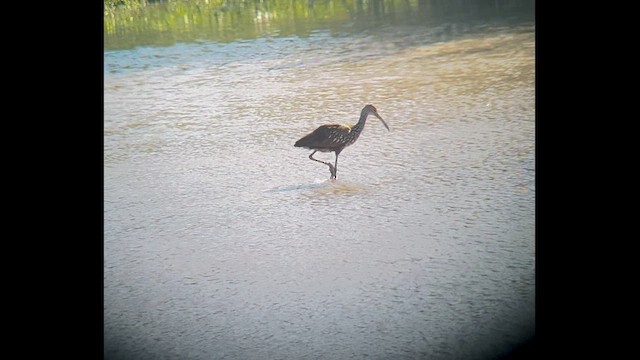 Limpkin - ML610863076