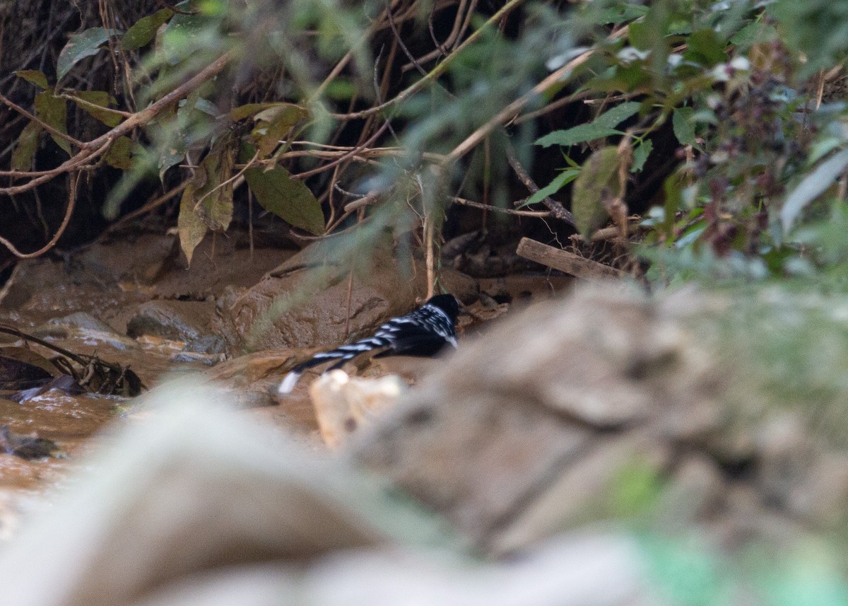 Spotted Forktail - ML610863085