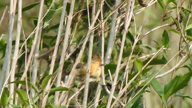 Rufous-rumped Seedeater - ML610863098