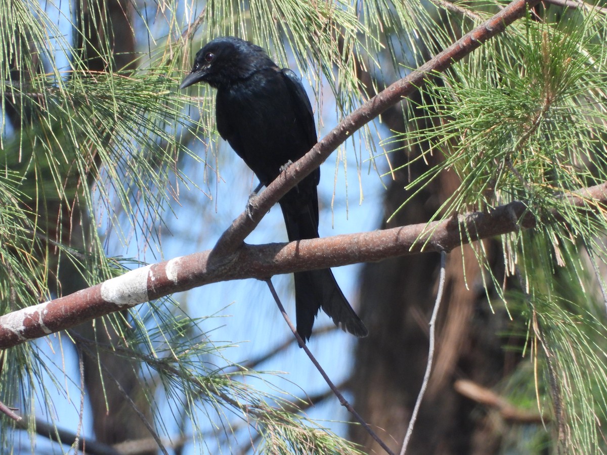 Black Drongo - ML610863105