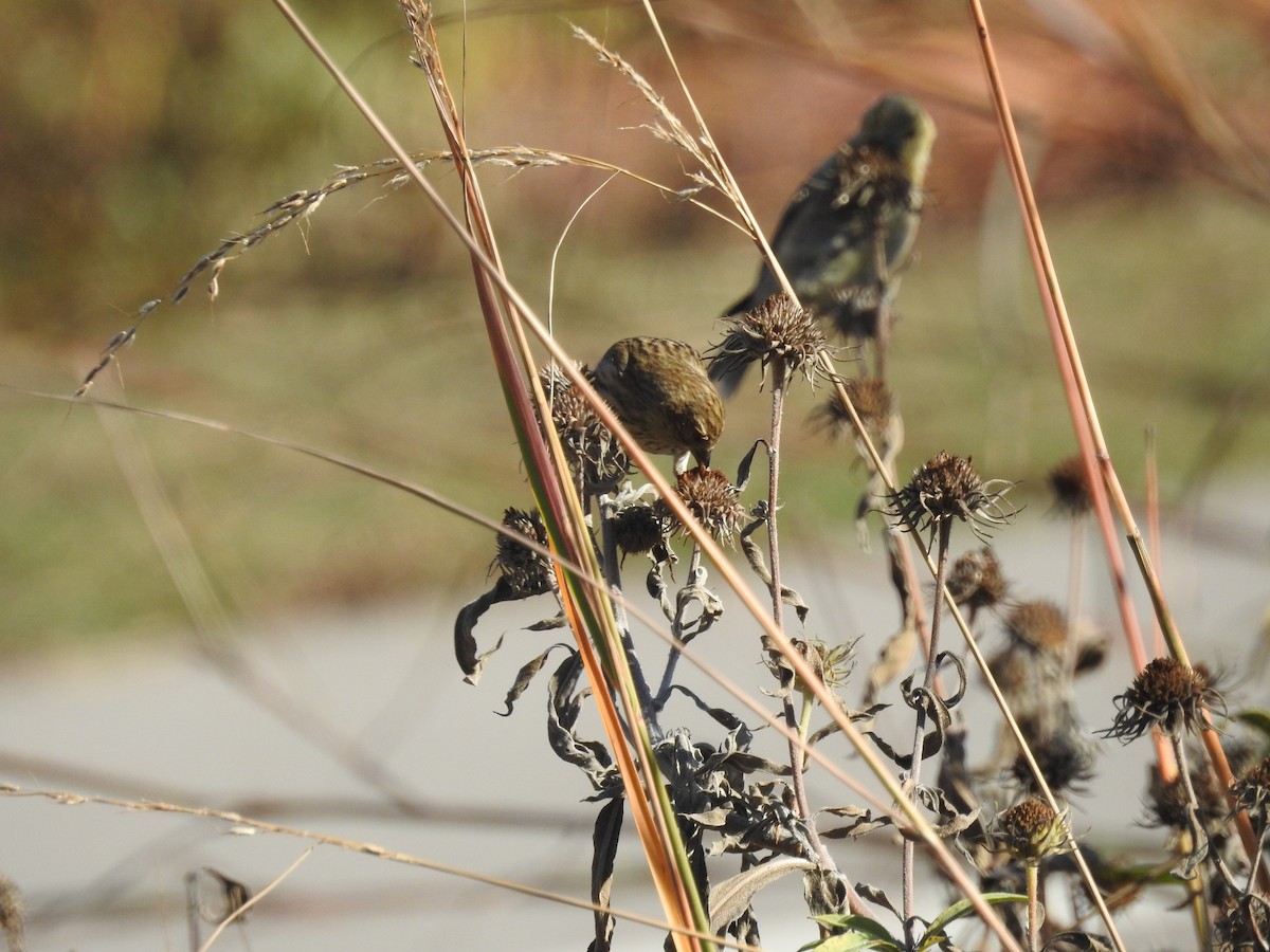 Pine Siskin - ML610863315