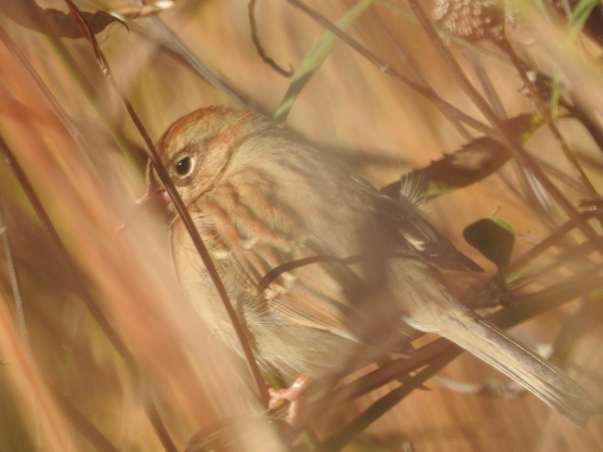 Field Sparrow - ML610863340