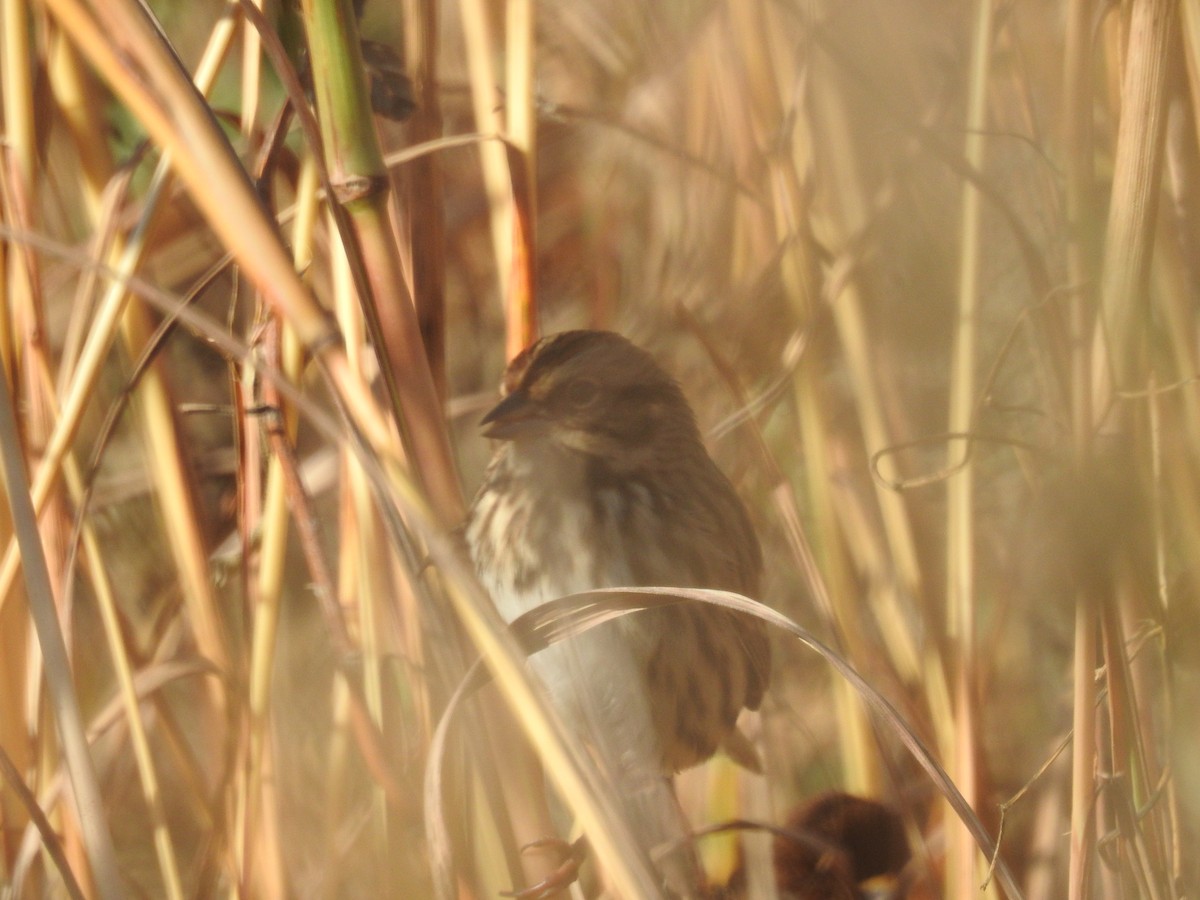 Song Sparrow - ML610863344