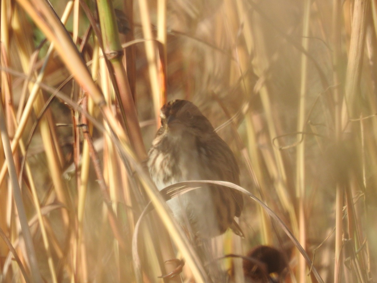 Song Sparrow - ML610863345