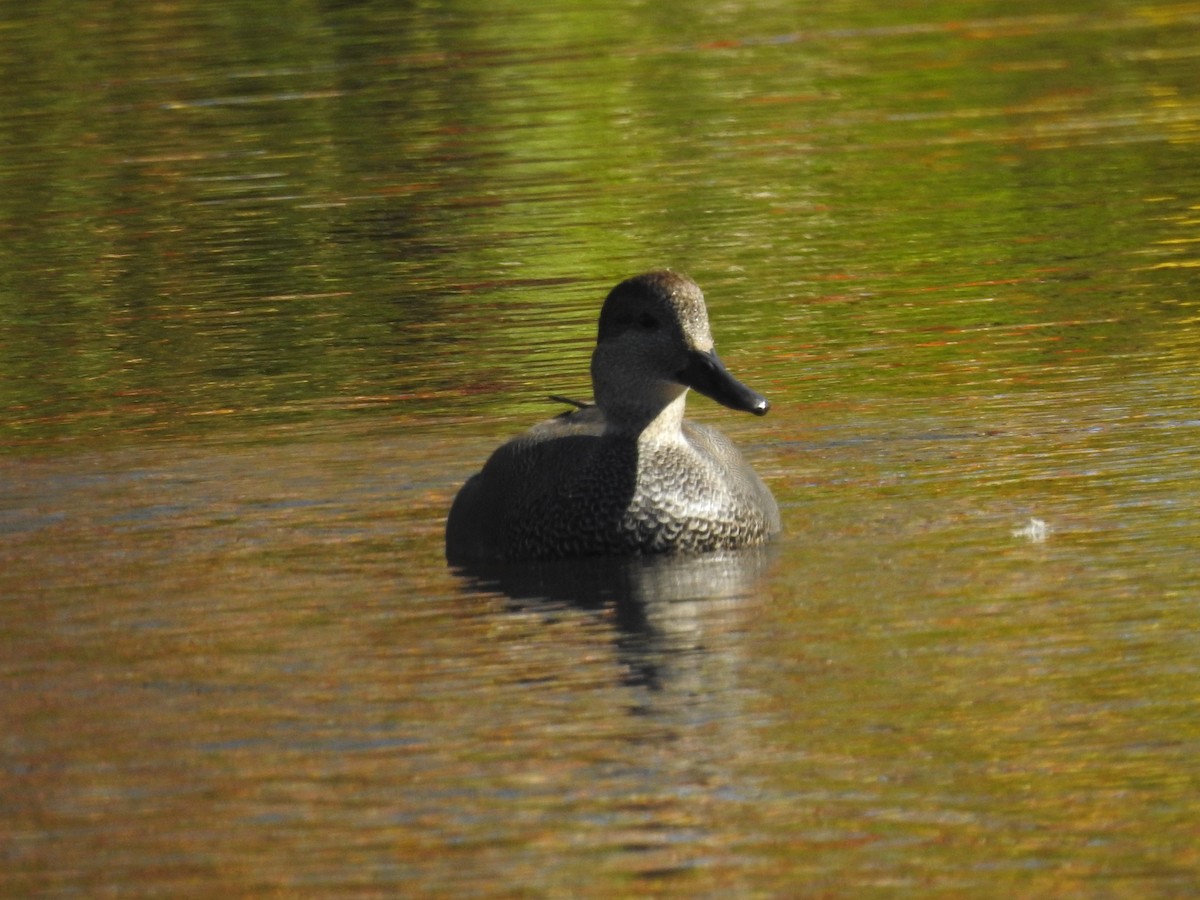 Gadwall - ML610863349
