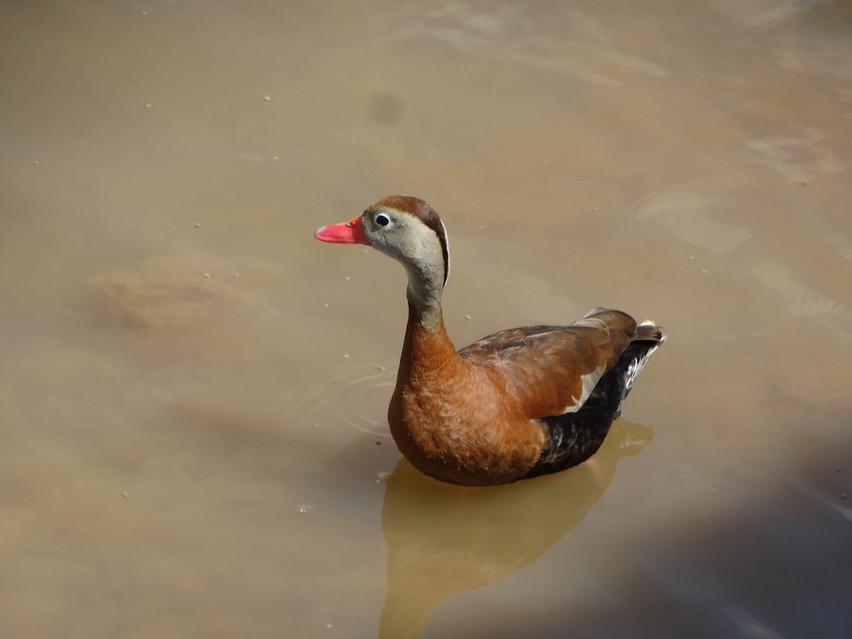 Black-bellied Whistling-Duck - ML610863375