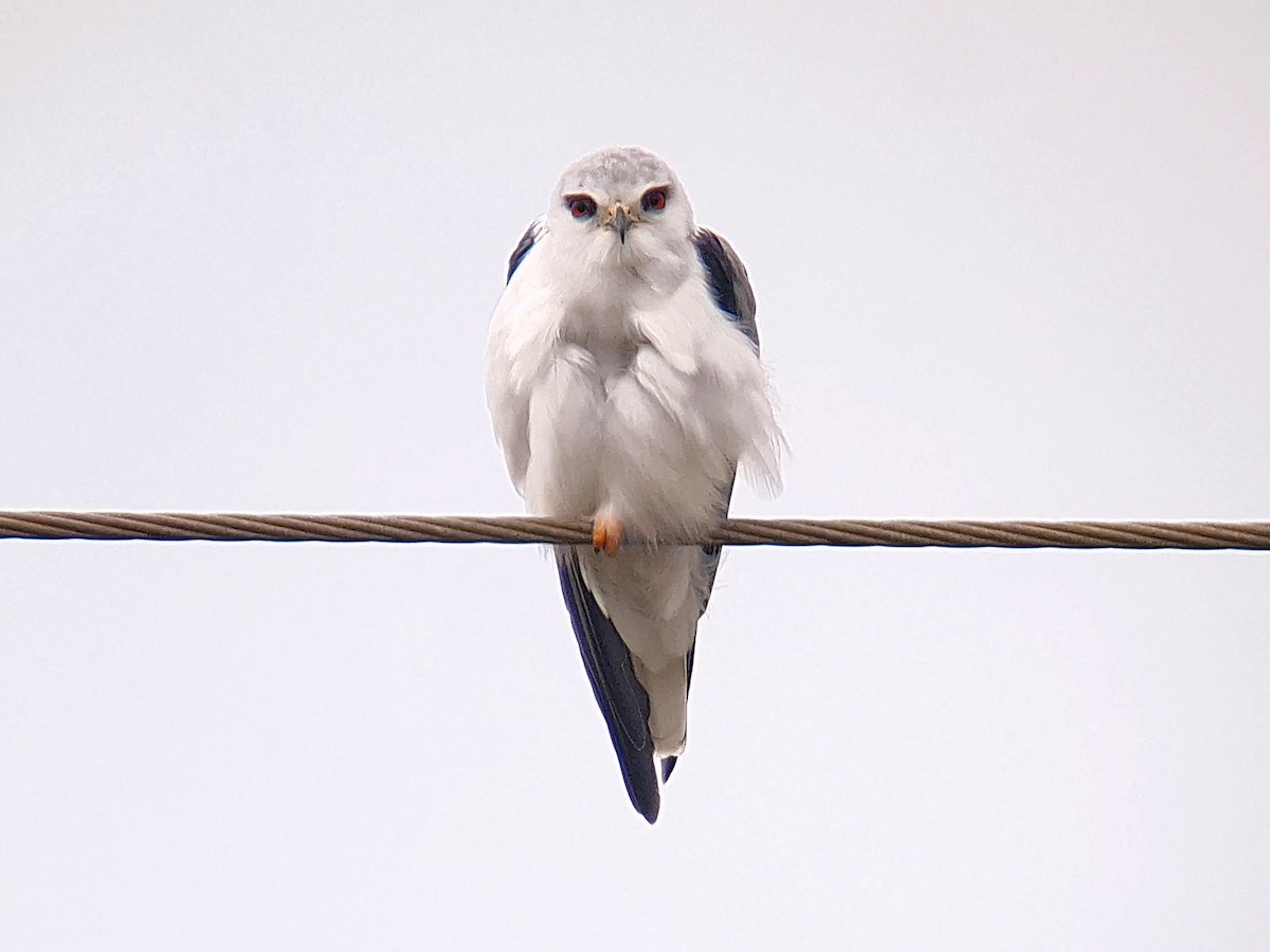 Black-winged Kite - ML610863452