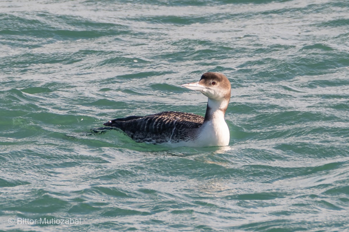 Common Loon - Bittor Mutiozabal