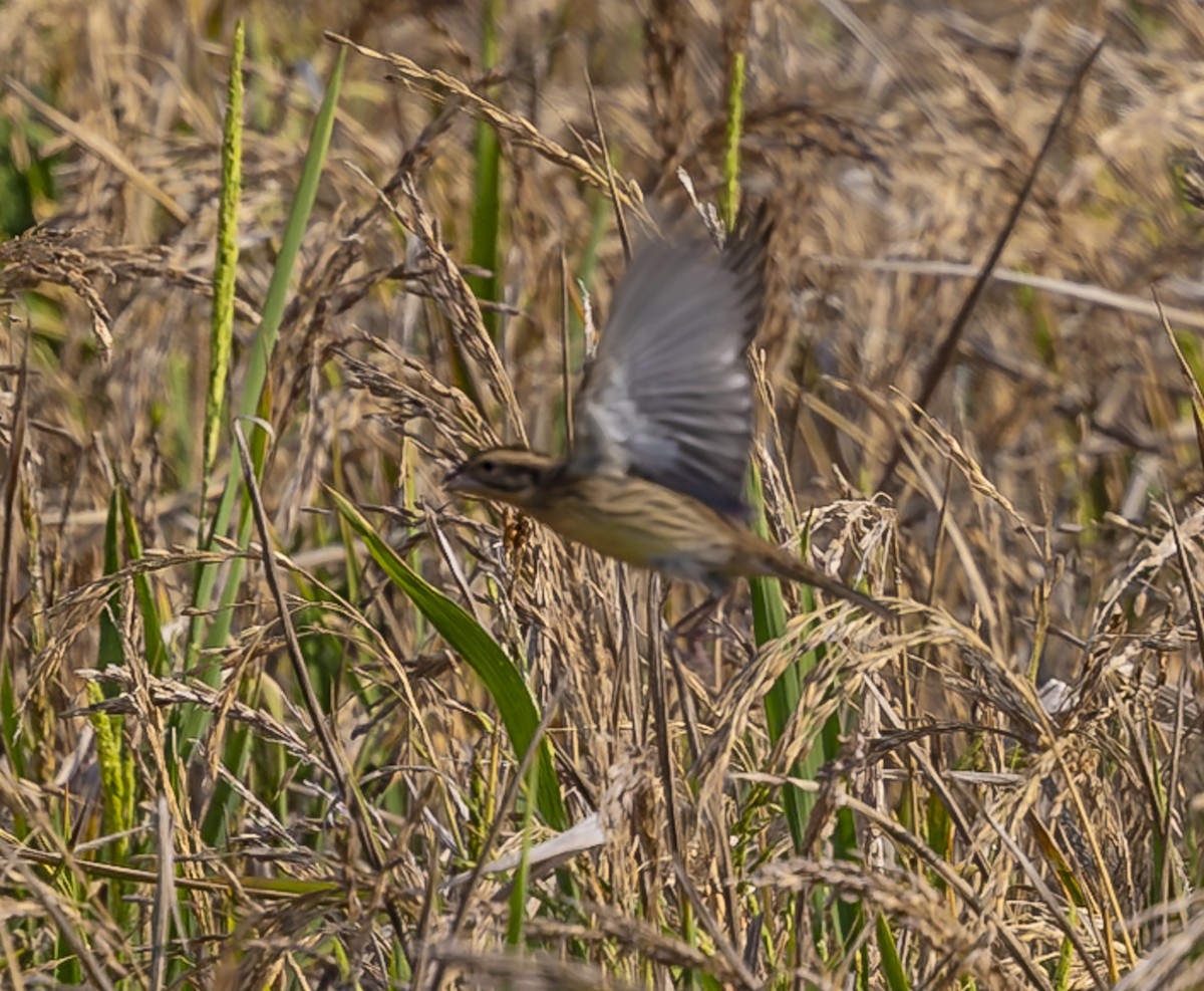 Yellow-breasted Bunting - ML610863493