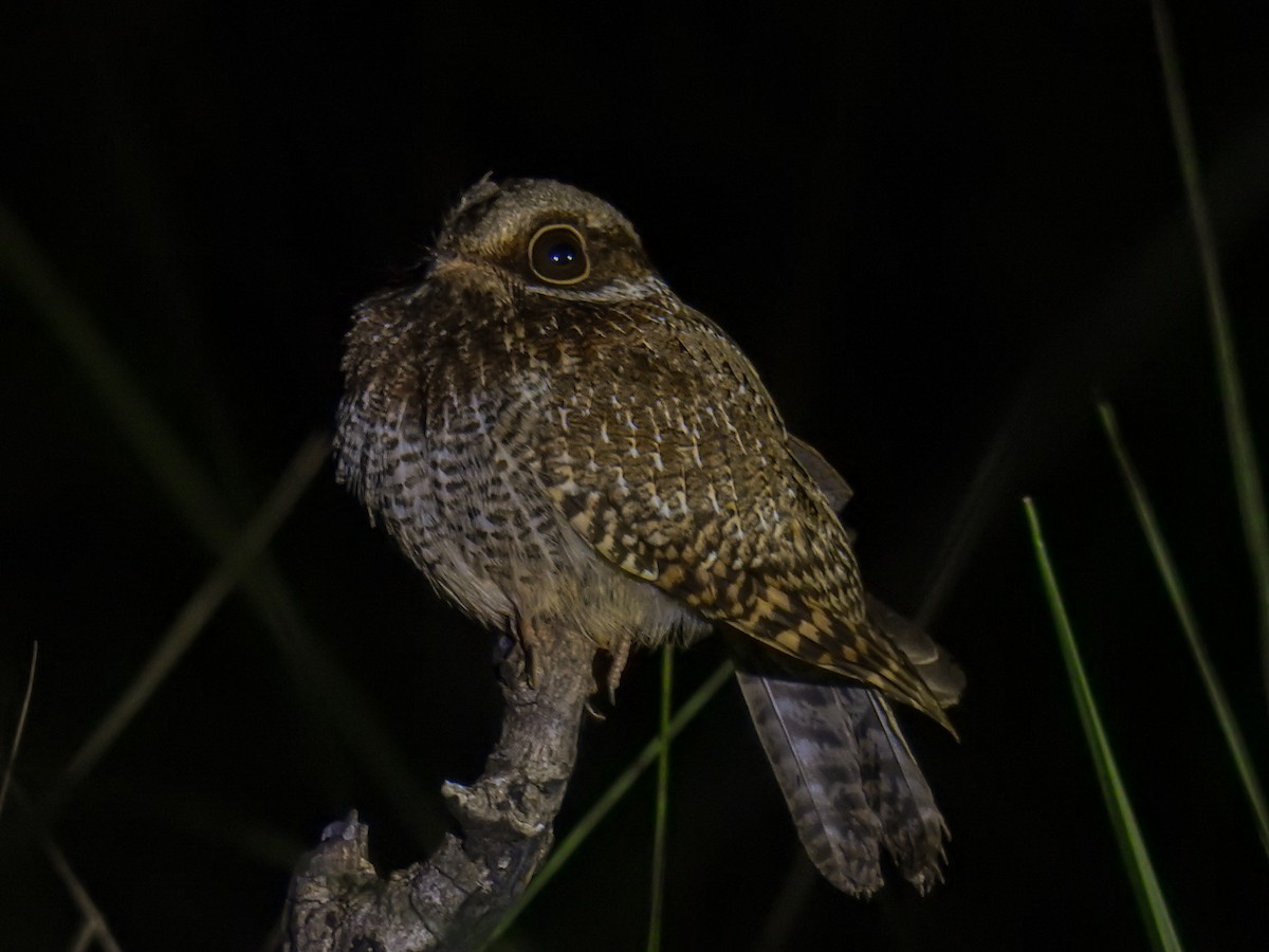 White-winged Nightjar - ML610863562