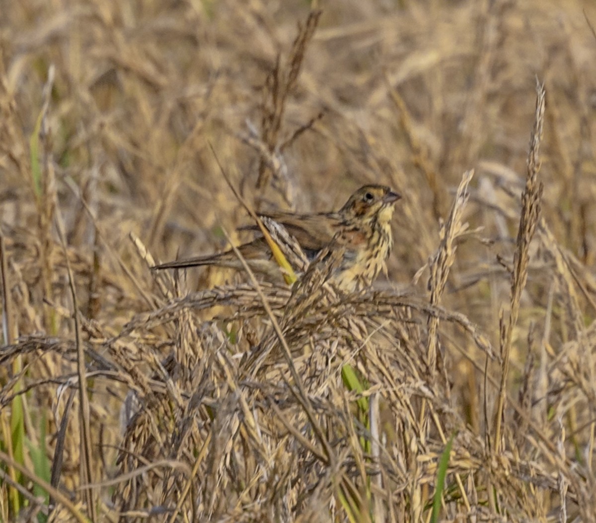 Yellow-breasted Bunting - David Chang